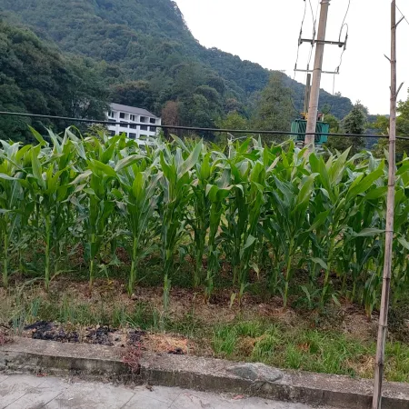 Sanqingshan Taoyuan Inn Отели в г. Десин