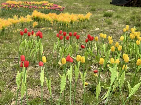 Ridgeview Boutique Villa Отели рядом с достопримечательностью «White Birch Forest»