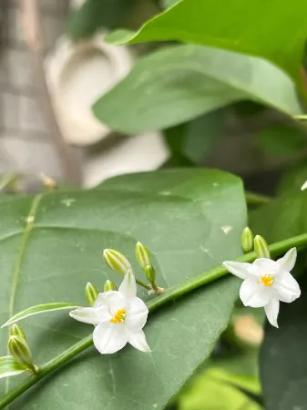 Taining Xiaozhu Homestay