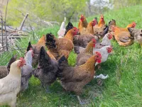 Mulei Pingyan Farm Stay