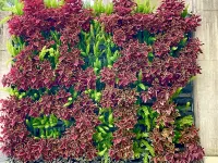 苔花ホテル(珠海金灣空港) 珠海国際航空ショーセンター周辺のホテル