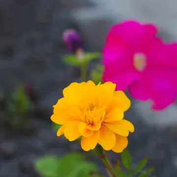 Arctic Friends Home International Youth Hostel