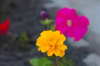 Arctic Friends Home International Youth Hostel