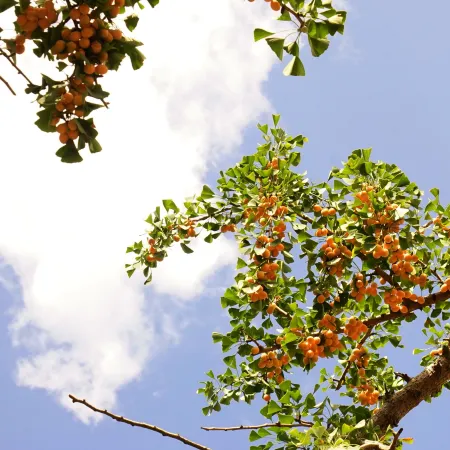 Panzhou Xiangyue Ginkgo Inn