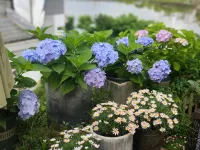 Inflorescence & Floriculture Theme Guesthouse(Yi County Old Town)