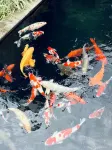 Yingde Tangyuan Private Luxury Courtyard