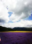 Lavender Hotel Hotels near Xunyicao Base
