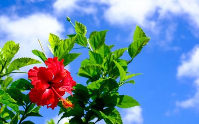 その他 ホテルリゾネックス名護の写真