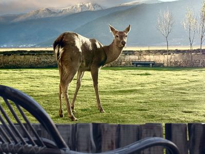 Golden Rhythm Wild Courtyard, Shangri-La Lakeside Ranch
