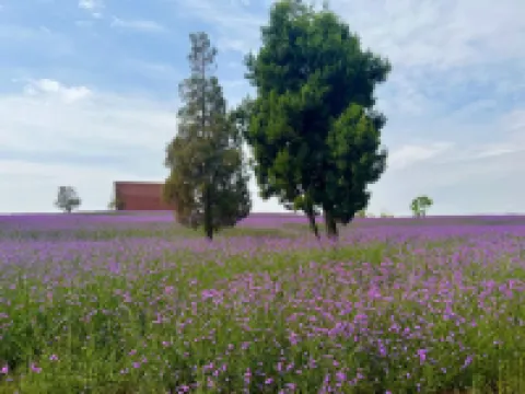 Mile Wancheng Hotel (Putuoguan Avenue)