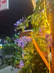 Libo Xinyuan Boutique Inn - Gasthöfe