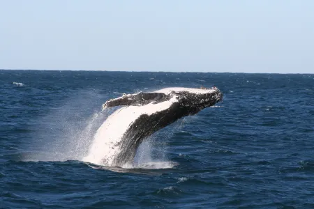 Nelson Bay Breeze holiday Apartments Отели рядом с достопримечательностью «Dutchmans Beach Reserve»