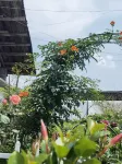 Lang Shan Dao Tian Min Su - Farmhouses