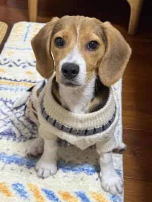 Moganshan Beagle Angel Sanctuary - Thân thiện với thú cưng