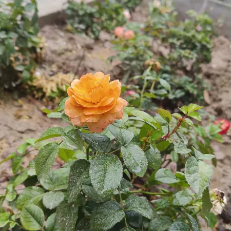 Turks Garden Homestay