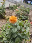Turks Garden Homestay