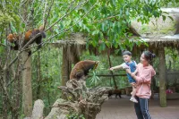 Red Panda Manor Pu’re