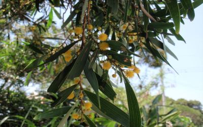 ホテル周辺 ホテルリゾネックス名護の写真