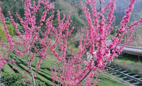 Shennongjia Fruit Ping Homestay - Housity