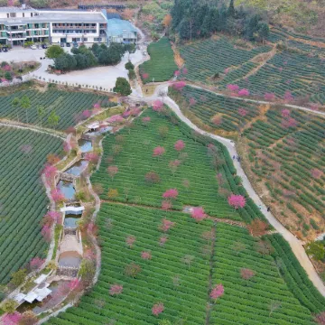 Xinfeng Senlai Dafeng Tea Manor