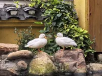 gongcheng xiandeju Homestay - Mountain view