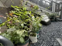 茗雅居·Warm親子度假民宿（婺源文化廣場店） - 按摩浴缸