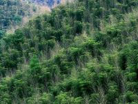 安吉五峰山枫林山墅 - 酒店附近