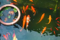 Zen Guesthouse
