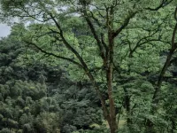 Mount Emei Hetang Nanxi Hotel Hotels near Qingyin Pavilion