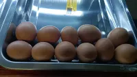 신룽 야롱베이 테마 호텔 - 조식 운영
