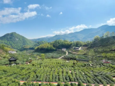 Zhuxi Tea Garden · Homestay