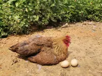 Floral Hotel · Taishan Shenchuan Koi Holiday hotel