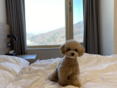 ฟีนิกซ์ รีสอร์ท พยองชาง โรงแรมในพย็องชัง