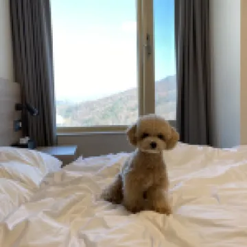 휘닉스 리조트 평창