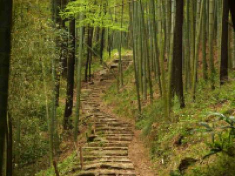 莫干山翠微山居 - 酒店景观
