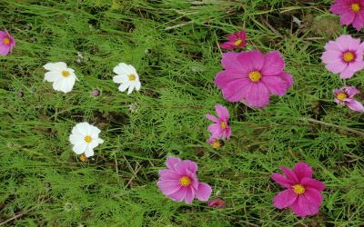 ホテル周辺 ホテルリゾネックス名護の写真