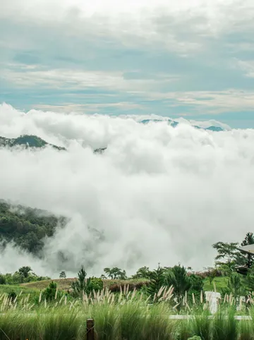 รูปภาพของพีโน่ลาเต้ เขาค้อ