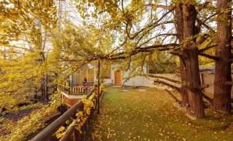 5. Ginkgo V..