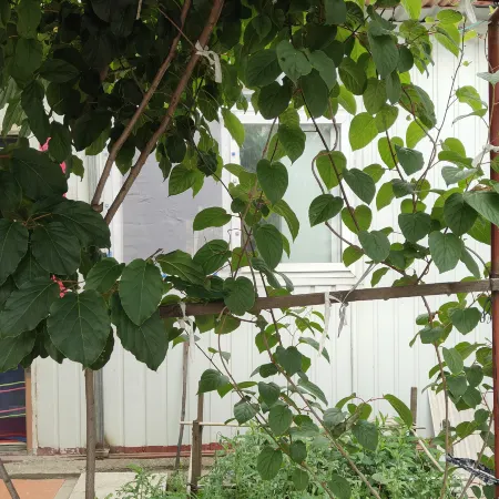Xiangyin Farm Stay