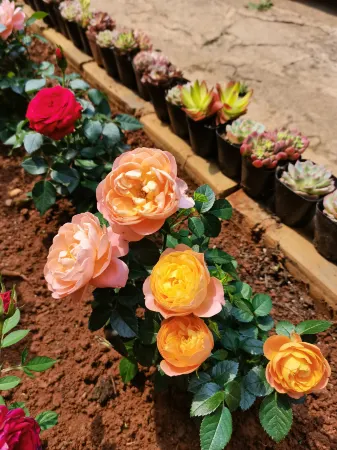 Puzhehei Qingjing Inn Отели рядом с достопримечательностью «Fairy Cave»