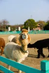 No.1 Farm Mingdu Manor Hotel Hotels in Oriental Saltlake Resort