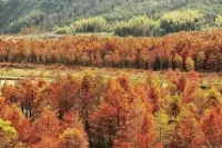 杉林晚·270°觀紅杉林·杉頂見民宿（皖南川藏線店）