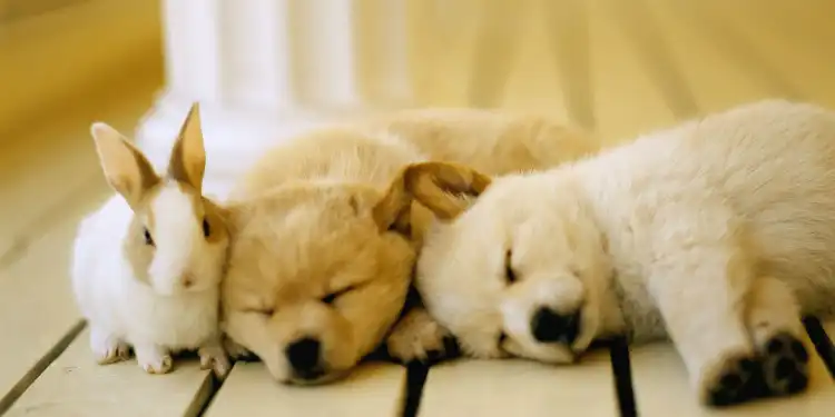 Pet-friendly Hotels