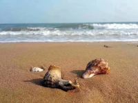 东戴河向往海景公寓 - 公共区域