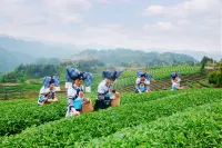 Earthly Teauage Homestay