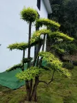 Sanqingshan Sanju Homestay - Balcony