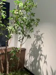 Yunyushan White Homestay (Wuye Temple Branch) - บริการรถรับส่ง