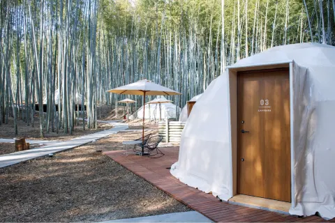 THE BAMBOO FOREST