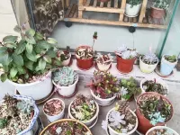 雅安文鳳山荘 碧峰峡パンダ保護センター周辺のホテル