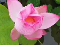 Dongjianghu Juyuanxuan Farmstay